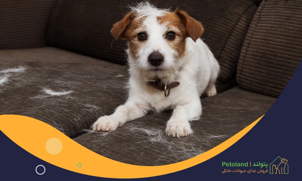 ریزش موی سگ