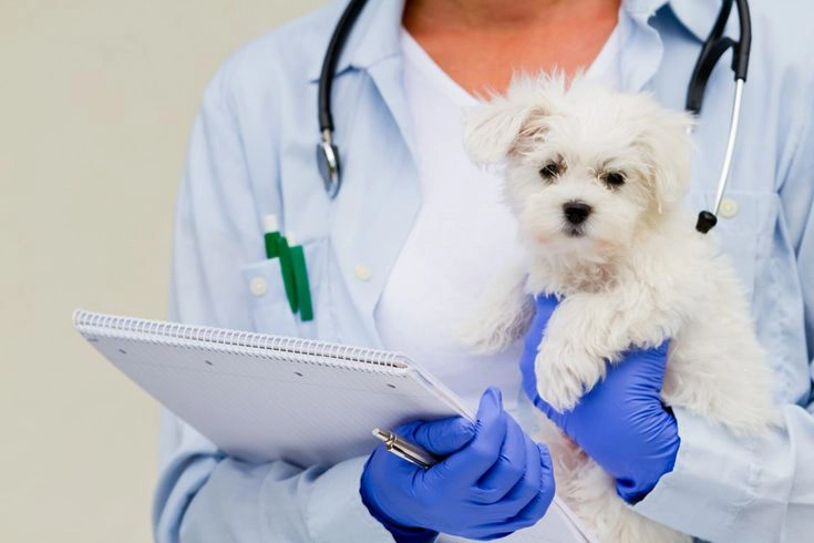 Cancer_In_Our_Pets_and_What_We_Can_Do_To_Help!_Forever_Freckled