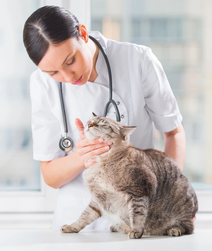 How To Make Veterinary Visits Easier For You And Your Cat