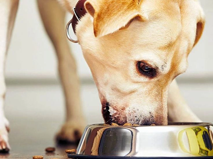 Probiotics for Dogs – American Kennel Club