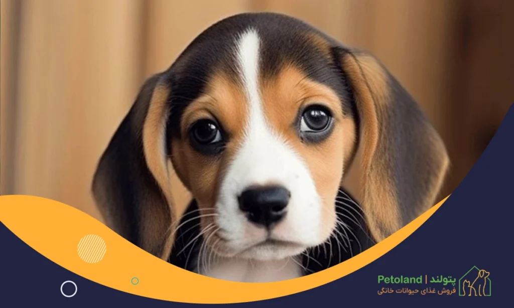 بامزه ترین نژاد سگ