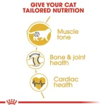 غذای خشک گربه بالغ بریتیش شرت هیر رویال کنین (وزن 4KG)      BRITISH SHORT HAIR (ADULT)_ROYAL CANIN - Image 2