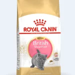 British Short Hair (Kitten)