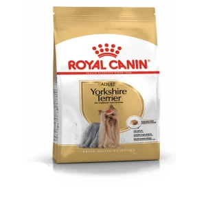 Yorkshire Terrier (Adult)