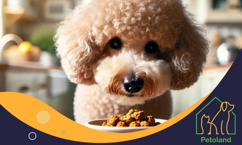 غذای مناسب سگ پودل