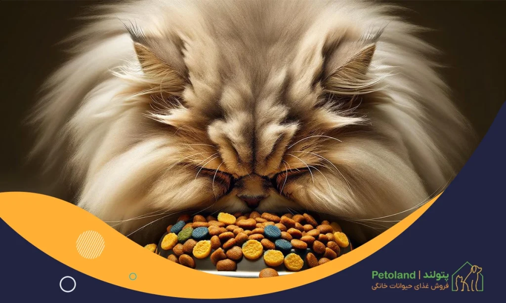 بهترین غذای گربه پرشین