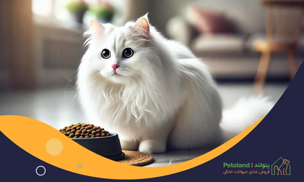 بهترین غذای گربه ایرانی و خارجی