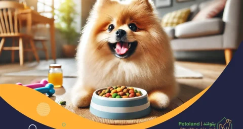 غذای سگ پامر چیست