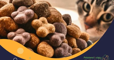 غذاهای مناسب گربه کدامند؟ معرفی 10 تا از بهترین غذاها