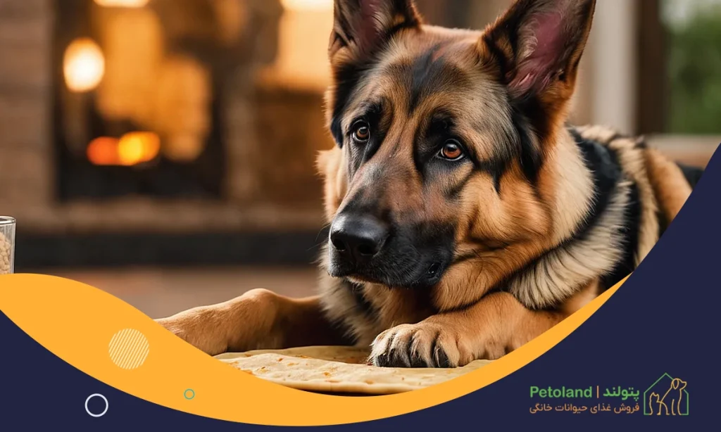 بهترین غذای خشک برای سگ ژرمن از چه برندی است؟