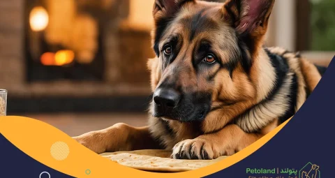 بهترین غذای خشک برای سگ ژرمن از چه برندی است؟