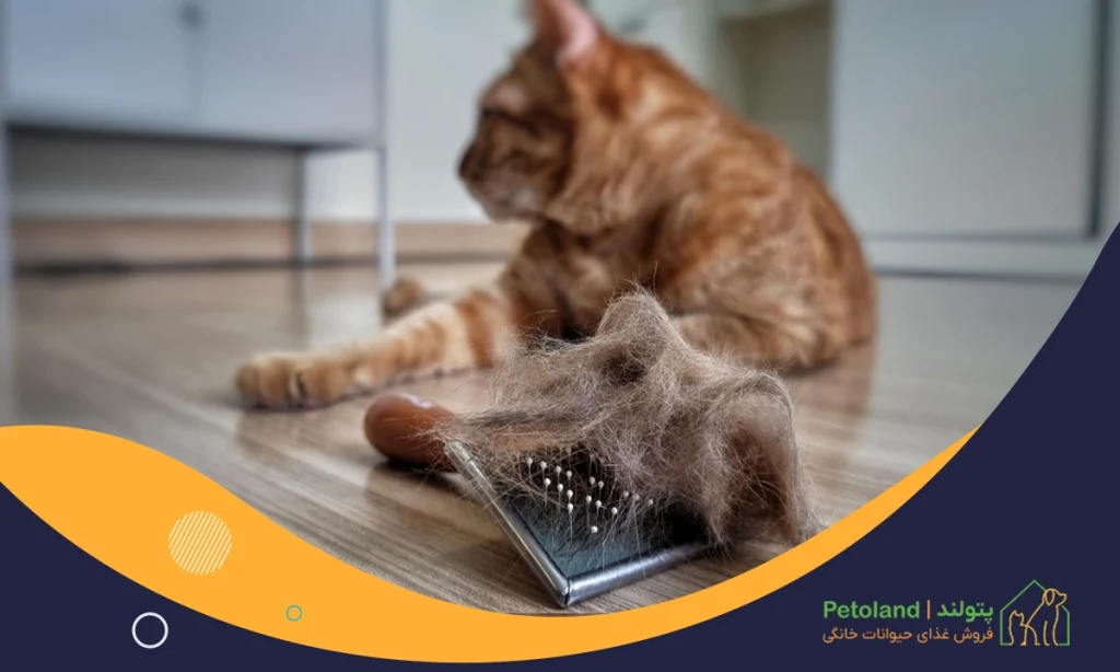 ریزش مو گربه‌ها و راهکارهای کاهش آن چیست؟
