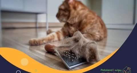 ریزش مو گربه‌ها و راهکارهای کاهش آن چیست؟